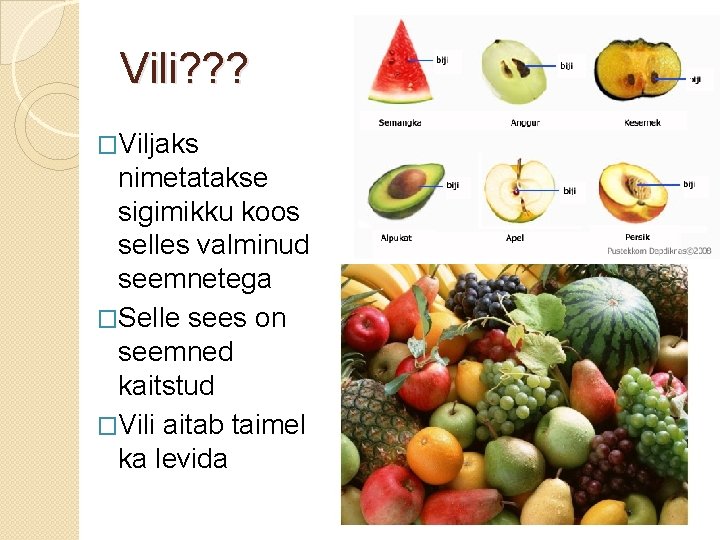 Vili? ? ? �Viljaks nimetatakse sigimikku koos selles valminud seemnetega �Selle sees on seemned