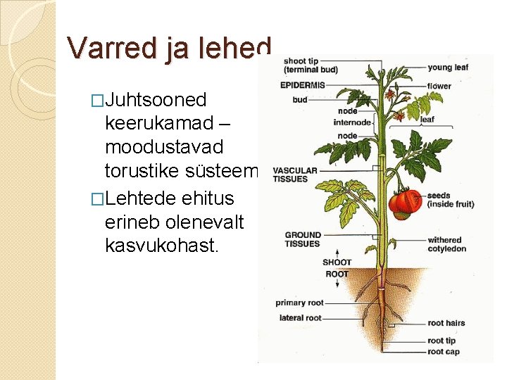 Varred ja lehed �Juhtsooned keerukamad – moodustavad torustike süsteemi �Lehtede ehitus erineb olenevalt kasvukohast.