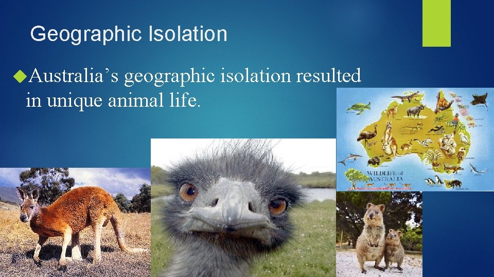 Geographic Isolation Australia’s geographic isolation resulted in unique animal life. 