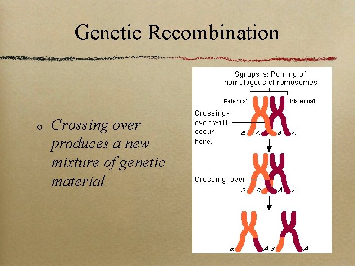 Genetic Recombination Crossing over produces a new mixture of genetic material 