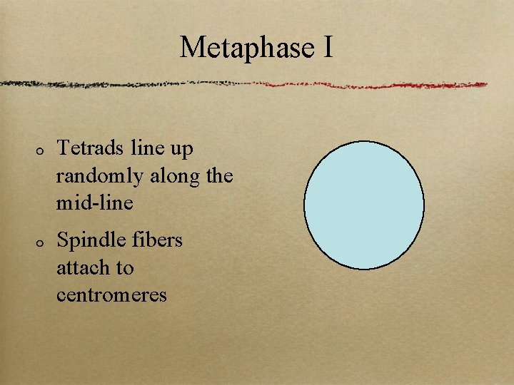 Metaphase I Tetrads line up randomly along the mid-line Spindle fibers attach to centromeres
