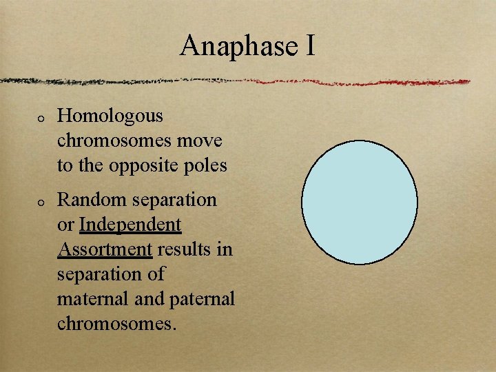Anaphase I Homologous chromosomes move to the opposite poles Random separation or Independent Assortment