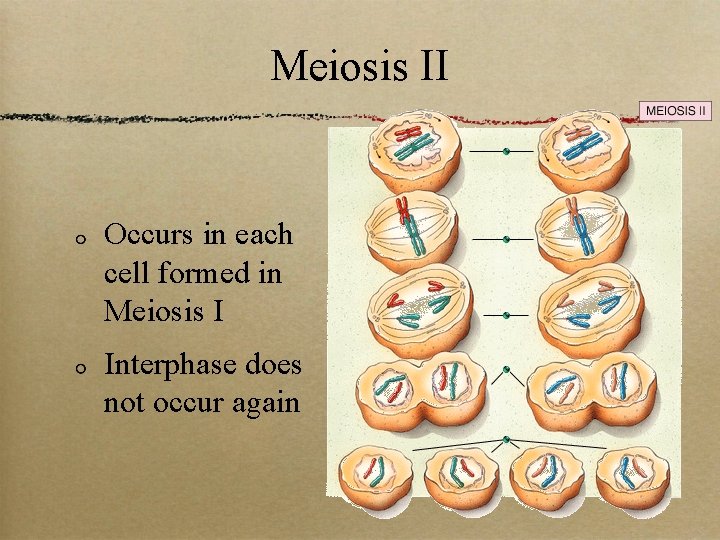 Meiosis II Occurs in each cell formed in Meiosis I Interphase does not occur