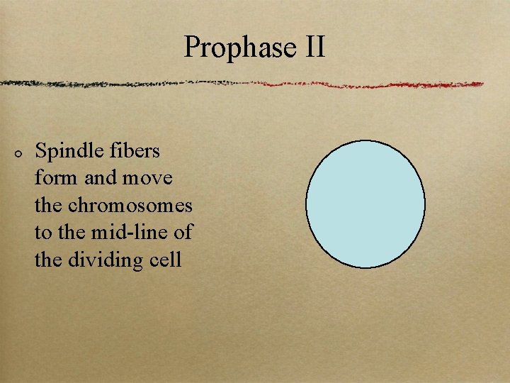 Prophase II Spindle fibers form and move the chromosomes to the mid-line of the