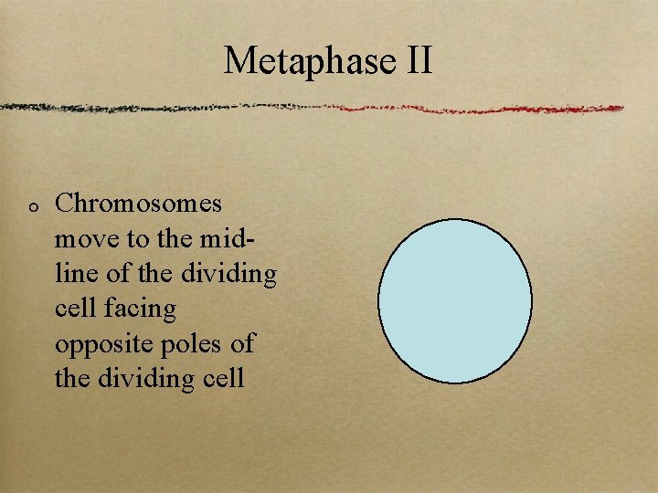Metaphase II Chromosomes move to the midline of the dividing cell facing opposite poles