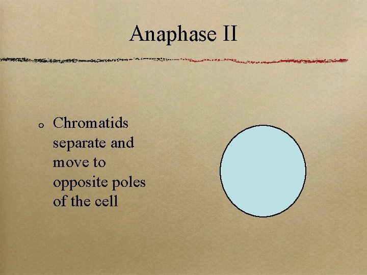 Anaphase II Chromatids separate and move to opposite poles of the cell 