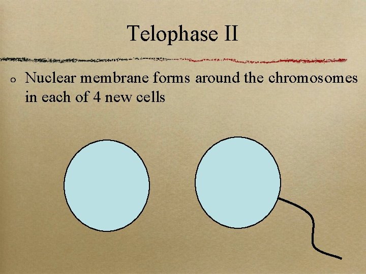 Telophase II Nuclear membrane forms around the chromosomes in each of 4 new cells