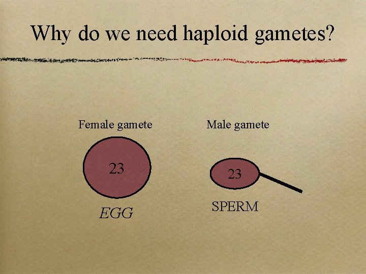 Why do we need haploid gametes? Female gamete Male gamete 23 23 EGG SPERM