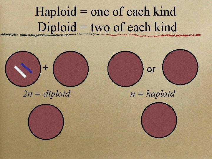 Haploid = one of each kind Diploid = two of each kind + or