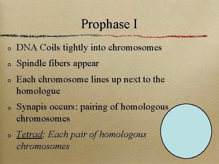 Prophase I DNA Coils tightly into chromosomes Spindle fibers appear Each chromosome lines up