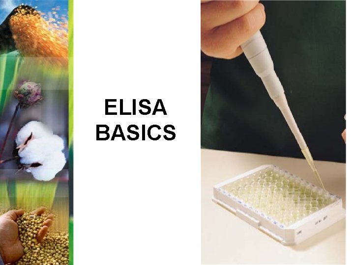 ELISA BASICS 