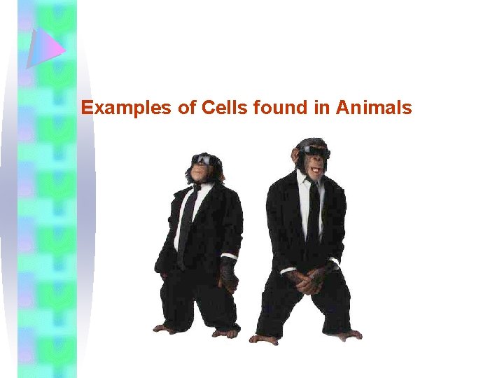 Examples of Cells found in Animals 