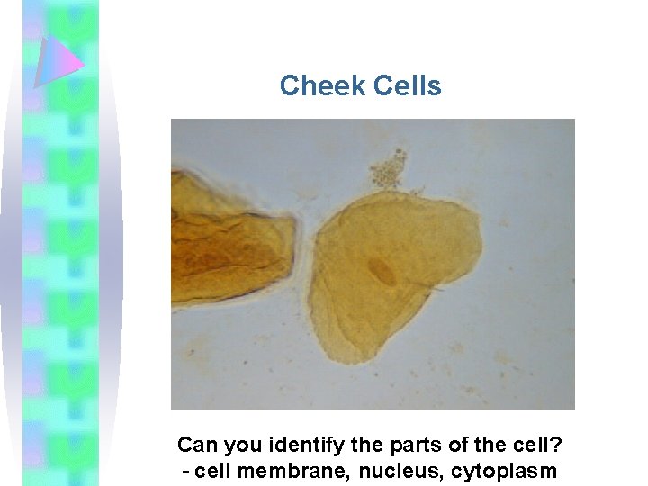 Cheek Cells Can you identify the parts of the cell? - cell membrane, nucleus,