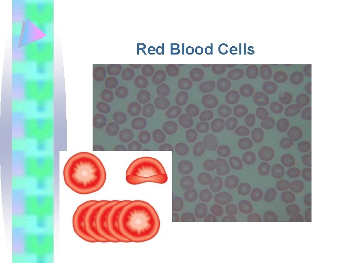 Red Blood Cells 