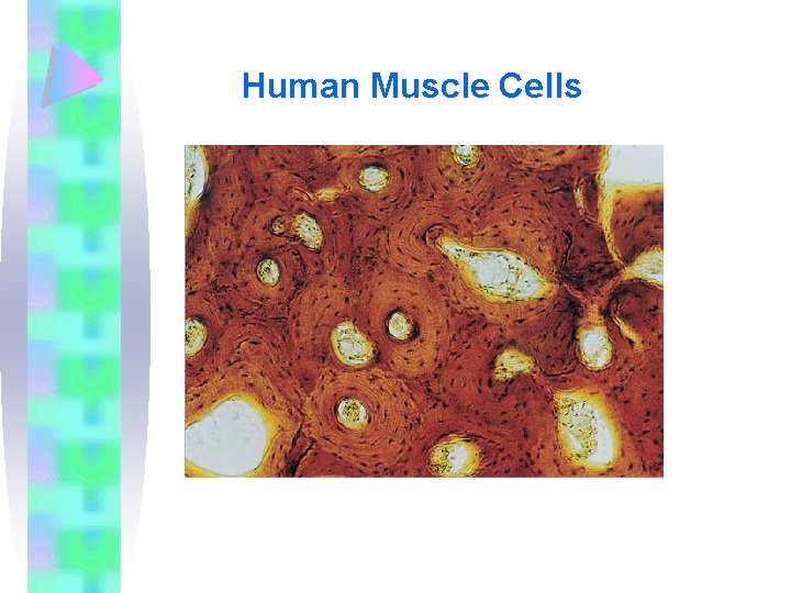 Human Muscle Cells 