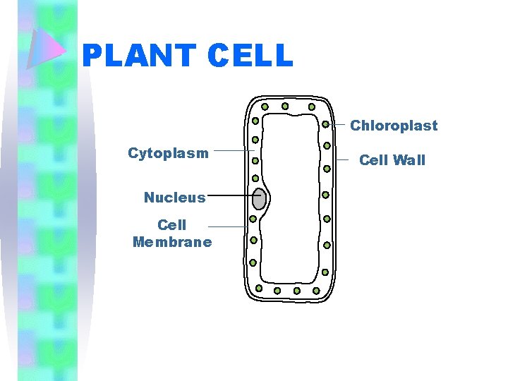 PLANT CELL Chloroplast Cytoplasm Nucleus Cell Membrane Cell Wall 