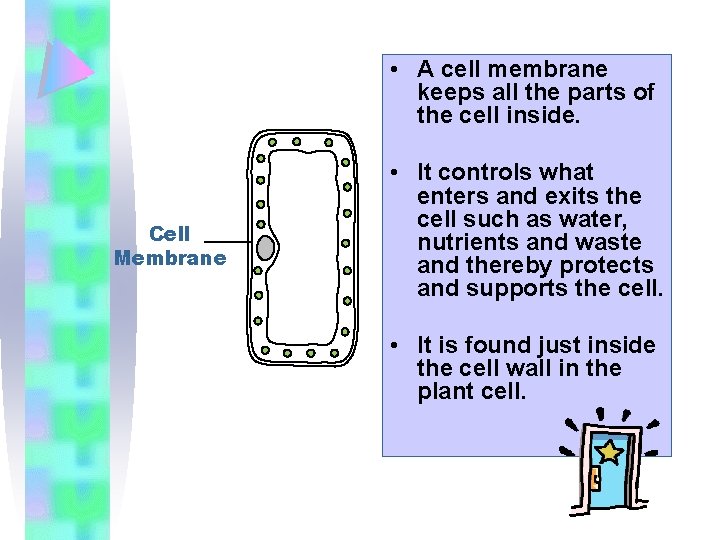  • A cell membrane keeps all the parts of the cell inside. Cell