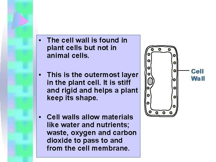  • The cell wall is found in plant cells but not in animal