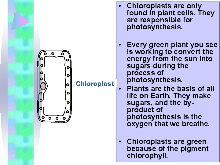  • Chloroplasts are only found in plant cells. They are responsible for photosynthesis.