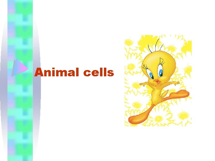 Animal cells 