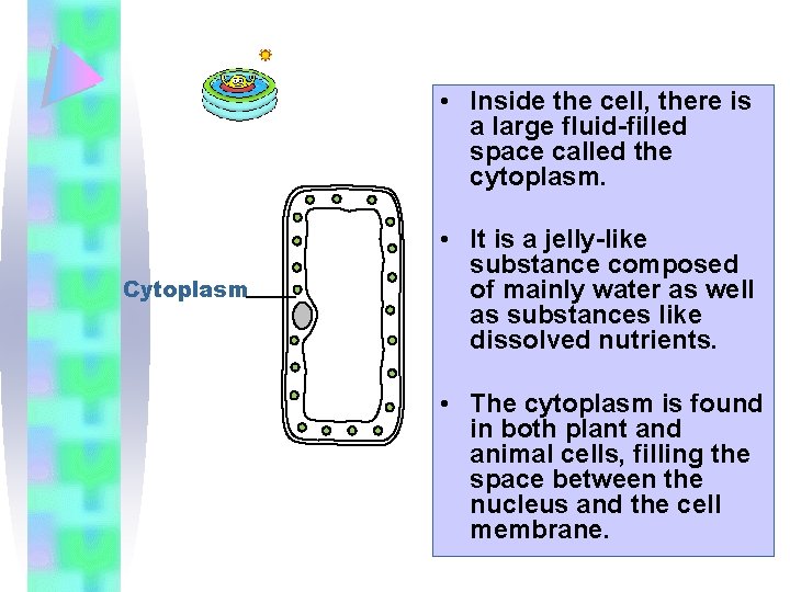  • Inside the cell, there is a large fluid-filled space called the cytoplasm.
