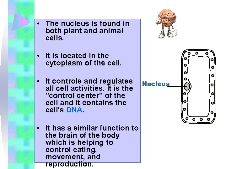  • The nucleus is found in both plant and animal cells. • It