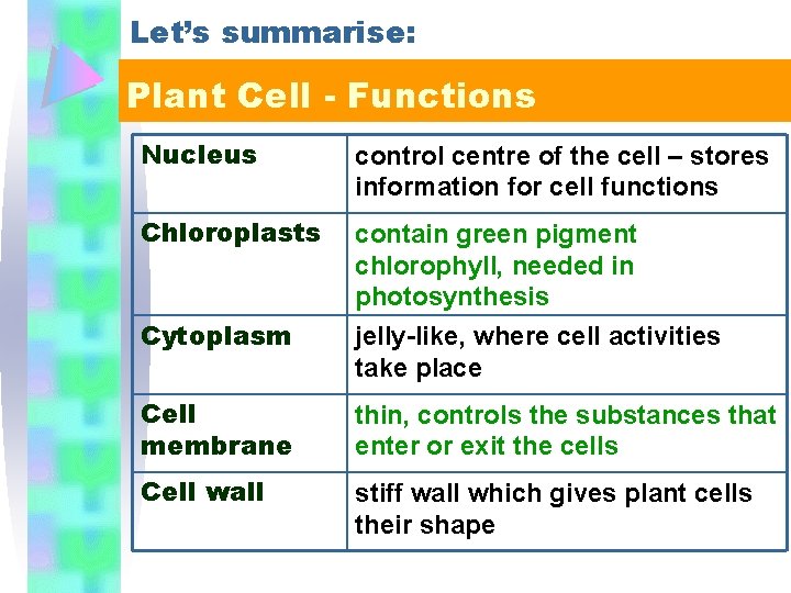 Let’s summarise: Plant Cell - Functions Nucleus control centre of the cell – stores