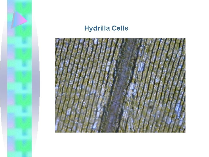 Hydrilla Cells 
