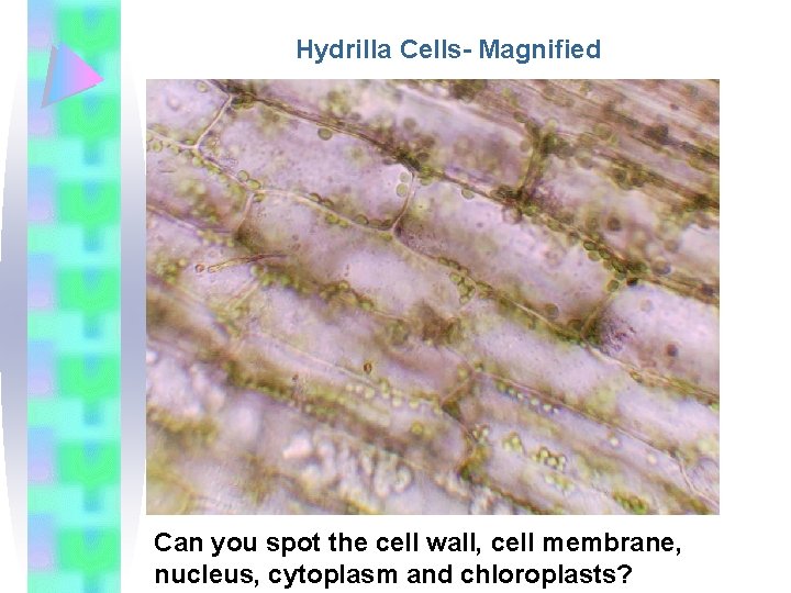 Hydrilla Cells- Magnified Can you spot the cell wall, cell membrane, nucleus, cytoplasm and