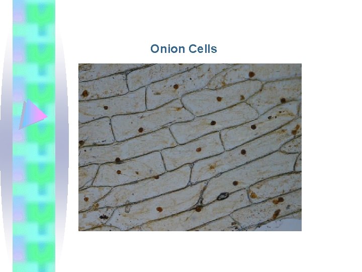 Onion Cells 