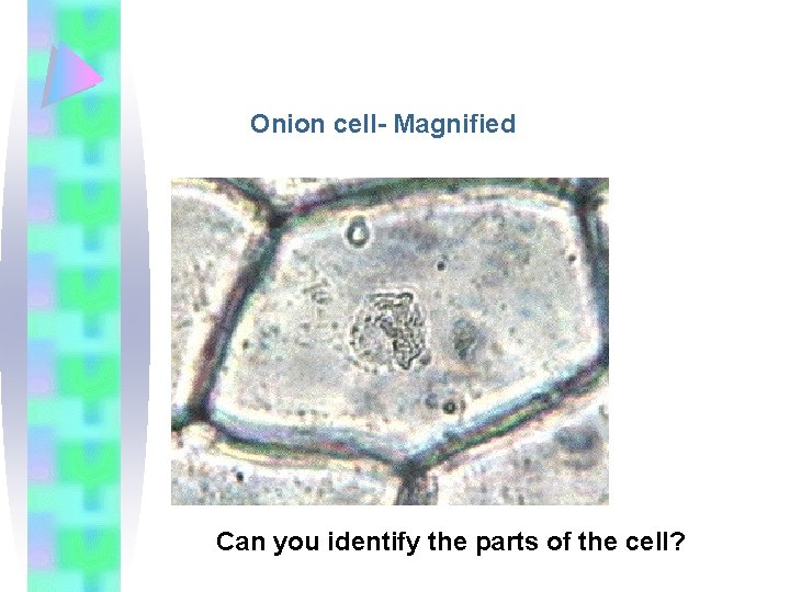 Onion cell- Magnified Can you identify the parts of the cell? 