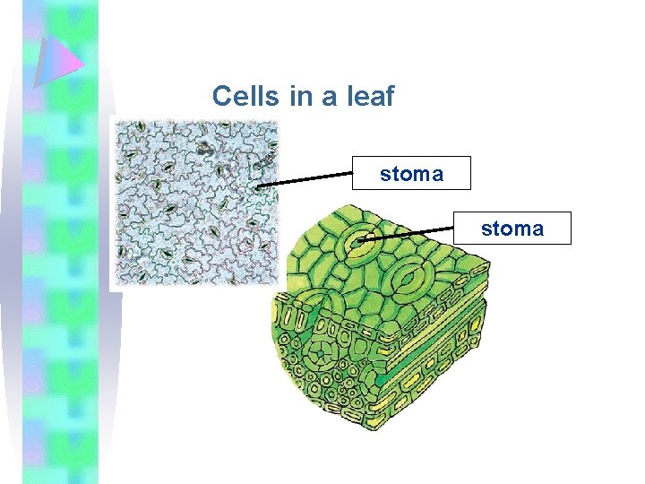 Cells in a leaf stoma 