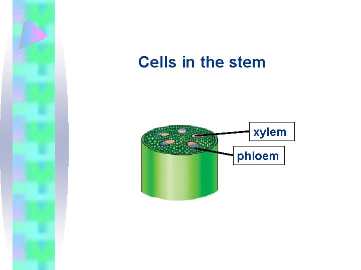Cells in the stem xylem phloem 