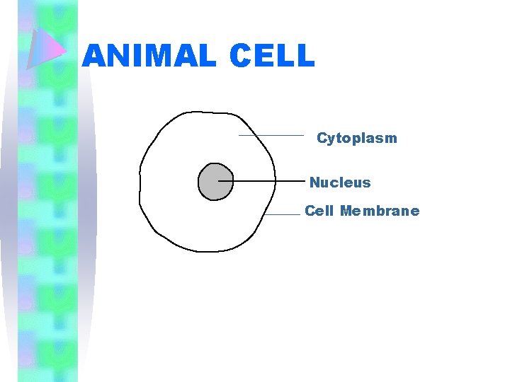ANIMAL CELL Cytoplasm Nucleus Cell Membrane 