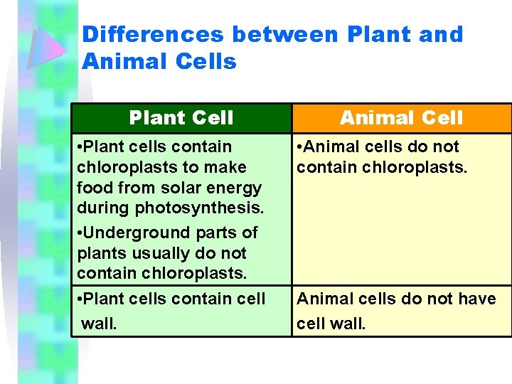 Differences between Plant and Animal Cells Plant Cell • Plant cells contain chloroplasts to