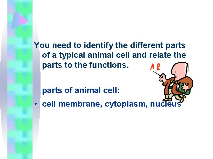 You need to identify the different parts of a typical animal cell and relate