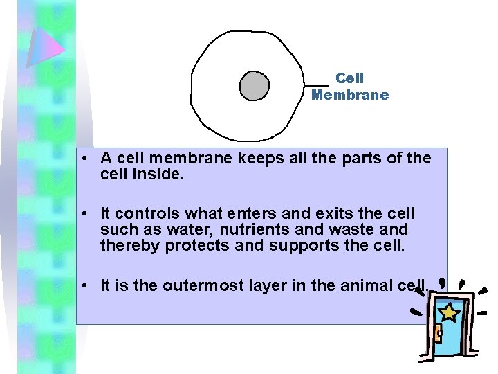 Cell Membrane • A cell membrane keeps all the parts of the cell inside.