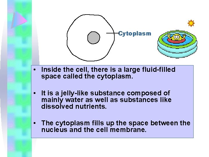 Cytoplasm • Inside the cell, there is a large fluid-filled space called the cytoplasm.