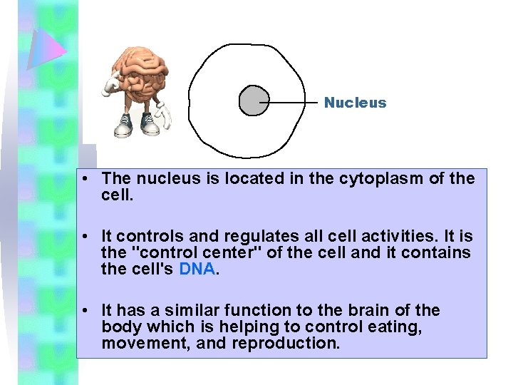 Nucleus • The nucleus is located in the cytoplasm of the cell. • It