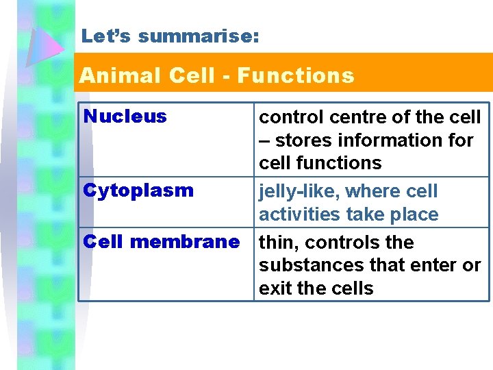 Let’s summarise: Animal Cell - Functions Nucleus control centre of the cell – stores