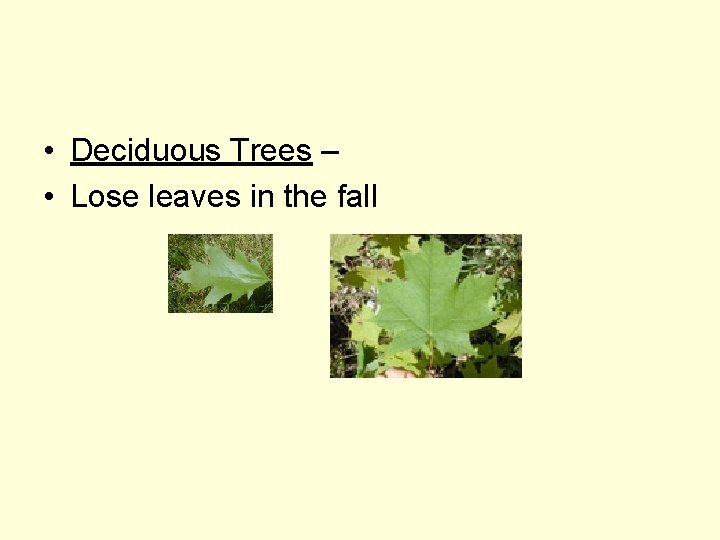  • Deciduous Trees – • Lose leaves in the fall 