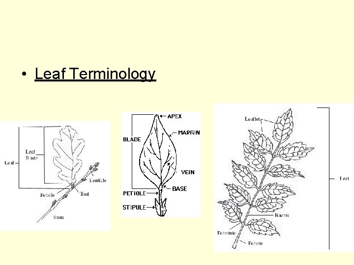  • Leaf Terminology 