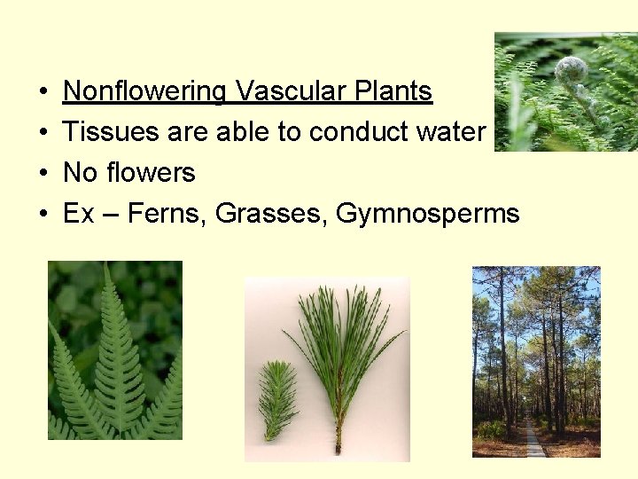  • • Nonflowering Vascular Plants Tissues are able to conduct water No flowers