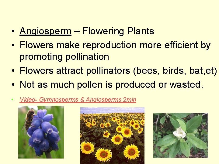  • Angiosperm – Flowering Plants • Flowers make reproduction more efficient by promoting