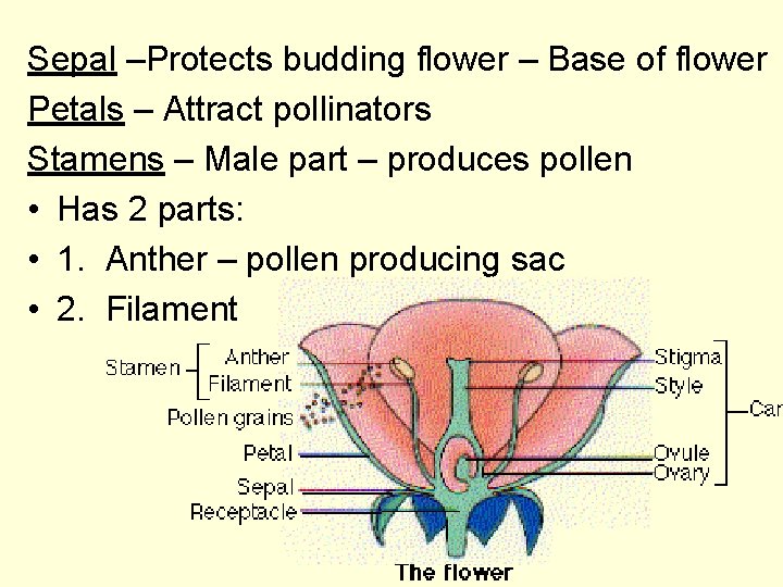 Sepal –Protects budding flower – Base of flower Petals – Attract pollinators Stamens –