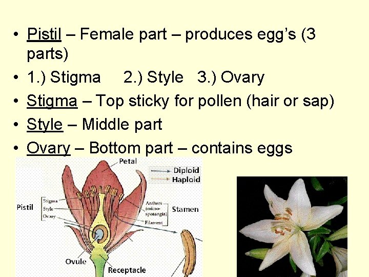  • Pistil – Female part – produces egg’s (3 parts) • 1. )