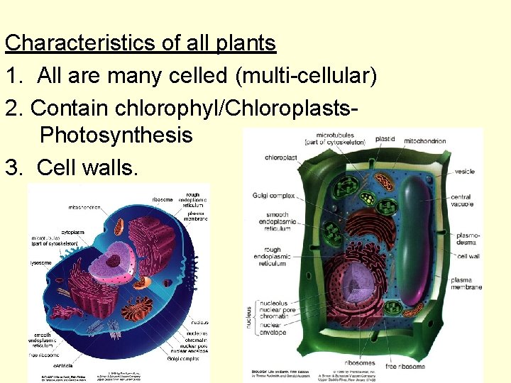 Characteristics of all plants 1. All are many celled (multi-cellular) 2. Contain chlorophyl/Chloroplasts. Photosynthesis