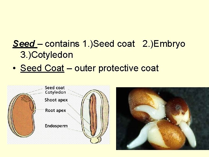 Seed – contains 1. )Seed coat 2. )Embryo 3. )Cotyledon • Seed Coat –