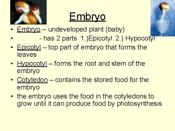 Embryo • Embryo – undeveloped plant (baby) • - has 2 parts 1. )Epicotyl