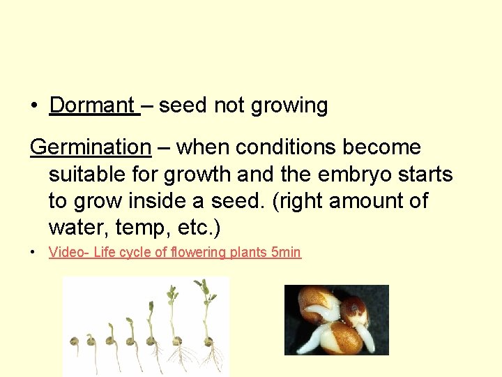  • Dormant – seed not growing Germination – when conditions become suitable for